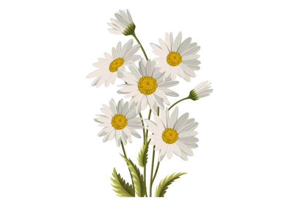 Ромашка Луговая на белом фоне