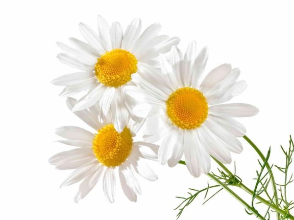 Ромашка на белом фоне