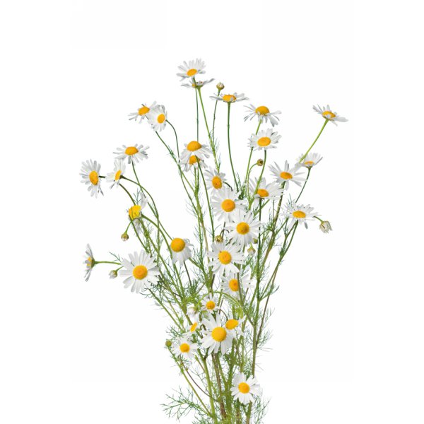 Ромашка аптечная букет