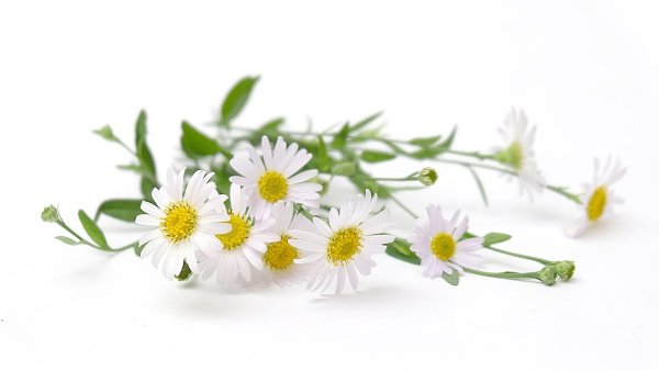 Букет ромашек на белом фоне