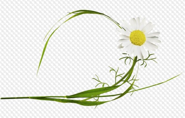 Полевые ромашки на прозрачном фоне