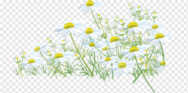 Куст ромашки на прозрачном фоне