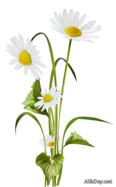 Стебель ромашки