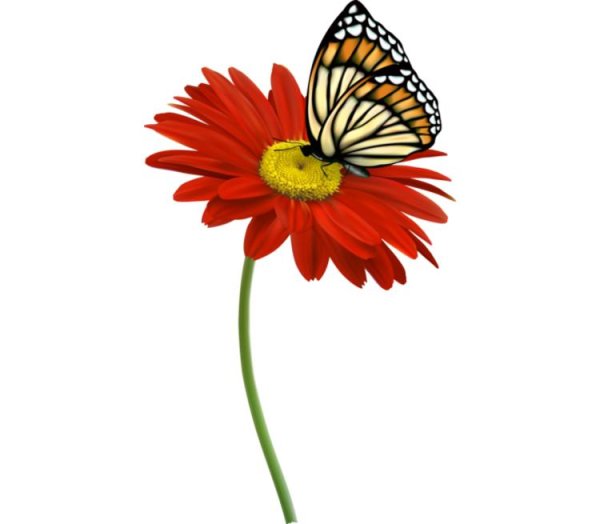 Бабочка над цветком на белом фоне