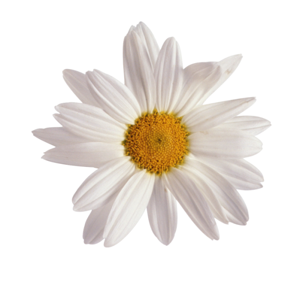 Цветок Ромашка на прозрачном фоне
