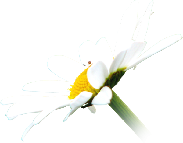 Лепесток ромашки на белом фоне