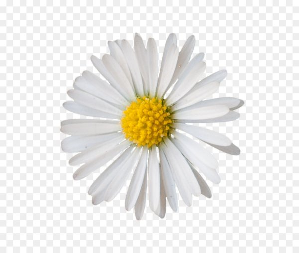 Маленькие ромашки на прозрачном фоне