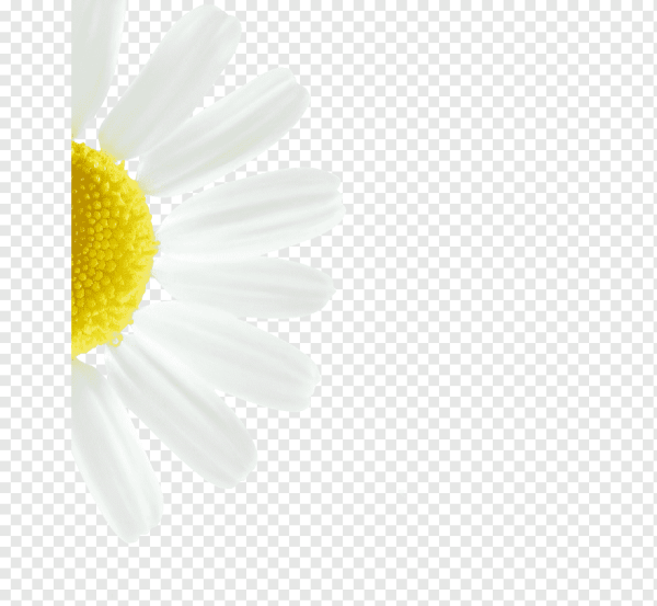 Лепесток ромашки на белом фоне