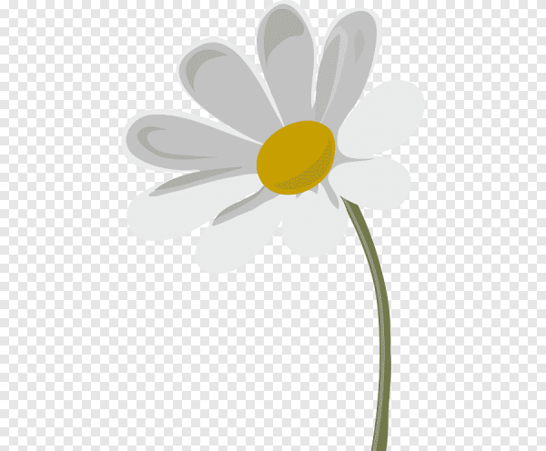 Ромашка рисованная на прозрачном фоне