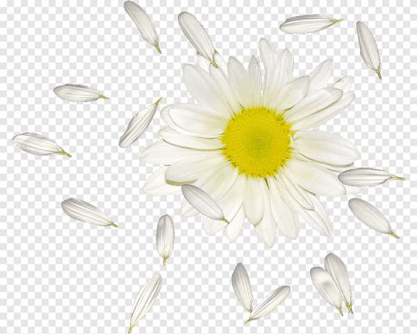Лепесток ромашки на белом фоне