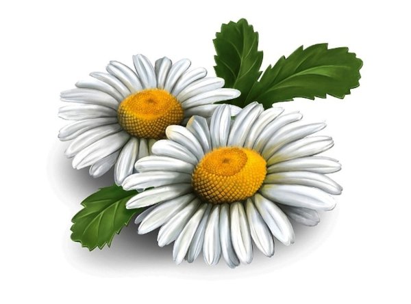 Ромашки картинки красивые