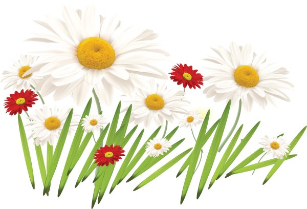 Ромашка рисунок