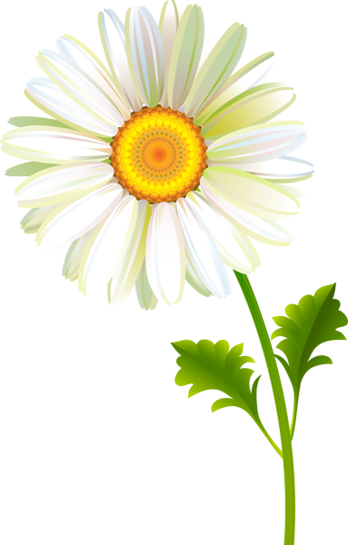 Ромашки картинки