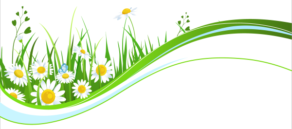 Клипарт ромашки на прозрачном фоне