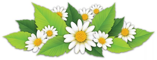 Ромашка вектор