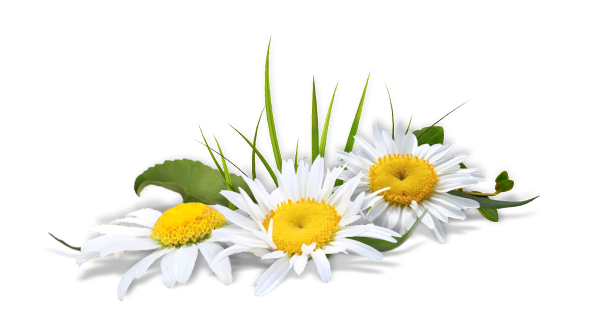 Ромашки в углу