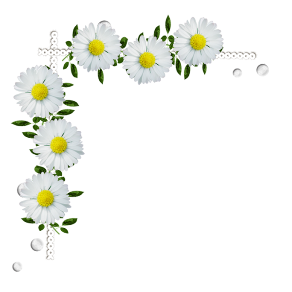 Рамка ромашки на прозрачном фоне