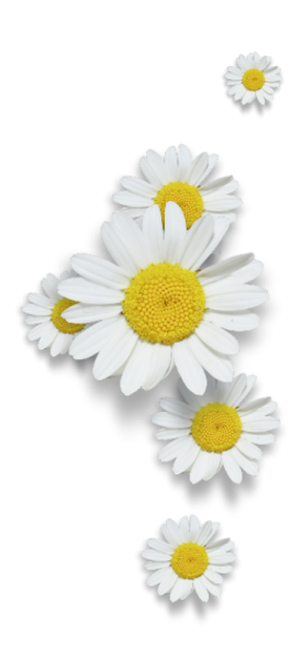 Уголок ромашки на прозрачном фоне