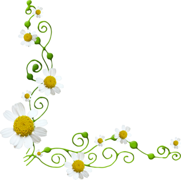 Рамка ромашки на прозрачном фоне