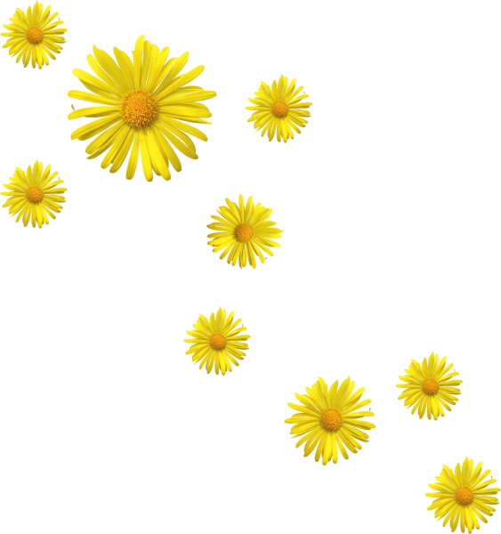 Россыпь цветов на прозрачном фоне