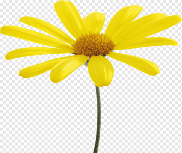 Желтые ромашки на белом фоне