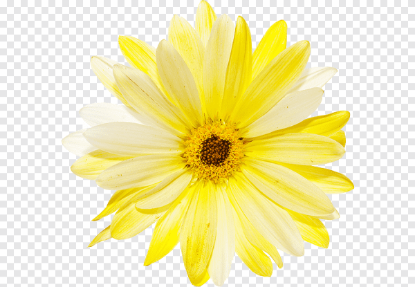 Желтые ромашки на белом фоне