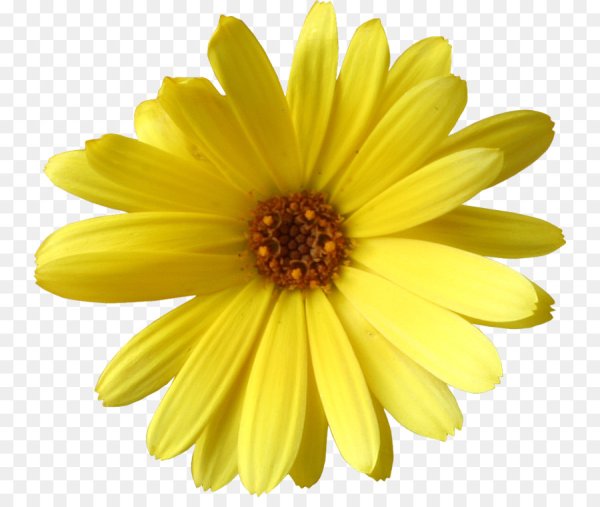 Желтые ромашки на белом фоне