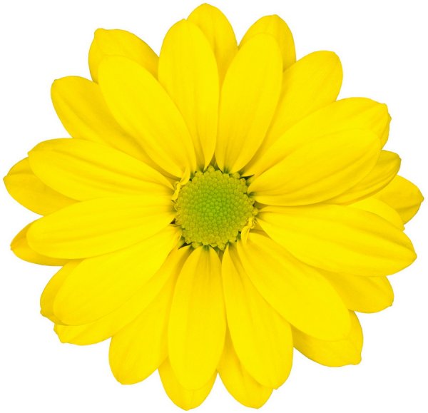 Цветы желтые и белые ромашки фон