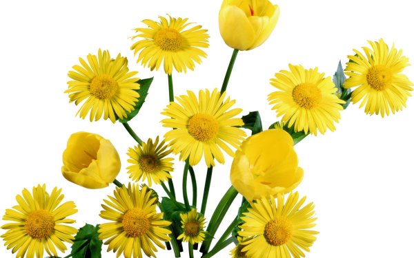 Желтые цветы на белом фоне