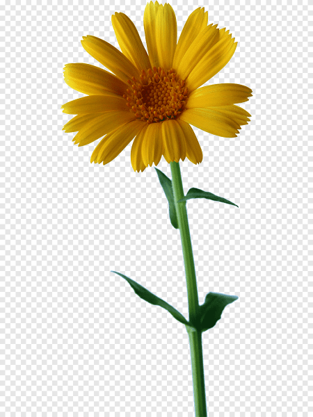 Желтые ромашки для детей