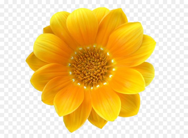 Желтые цветы на белом фоне