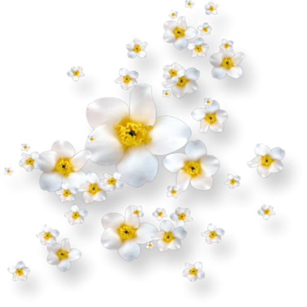 Россыпь цветов