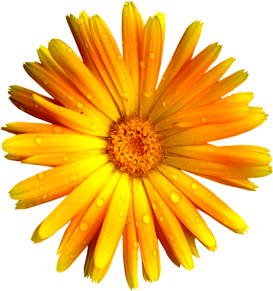 Желтые цветы на прозрачном фоне