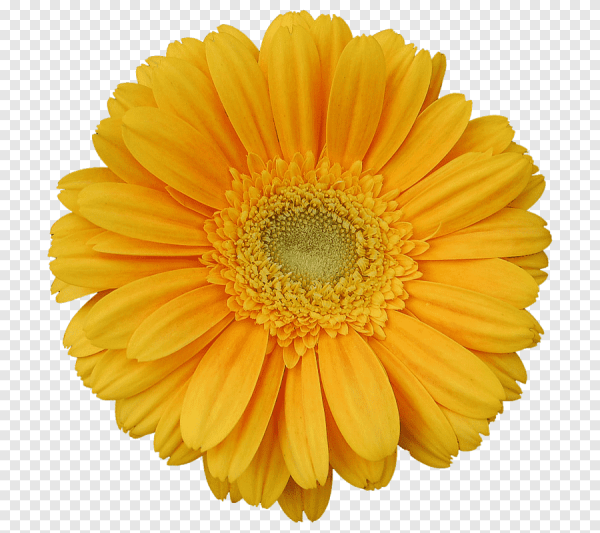 Желтые цветы на белом фоне