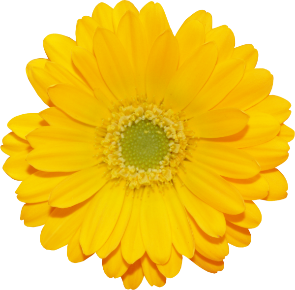 Желтые цветы на прозрачном фоне