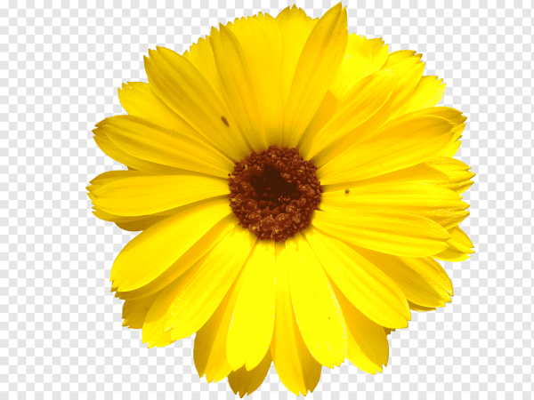 Иллюстрация Ромашка желтая