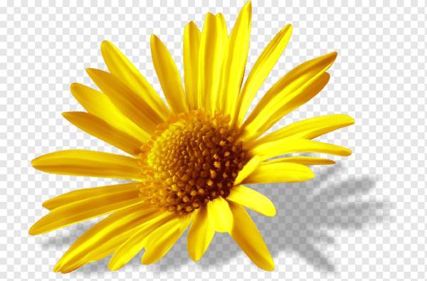 Желтые цветочки на прозрачном фоне