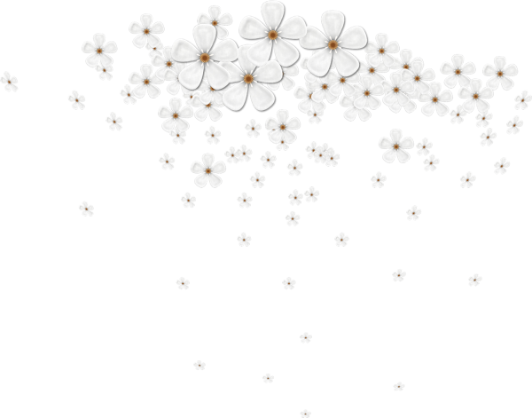 Белые цветы на прозрачном фоне