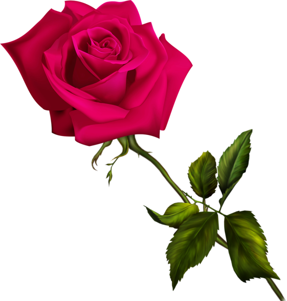 Розы на прозрачном фоне