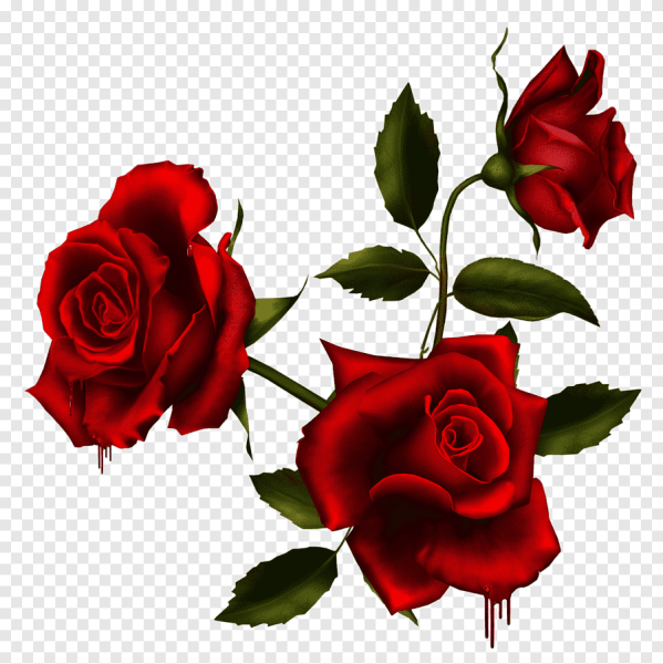 Красные розы на прозрачном фоне