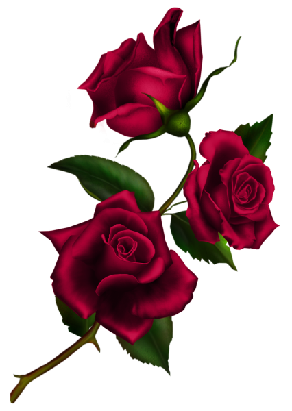 Бордовые розы на прозрачном фоне