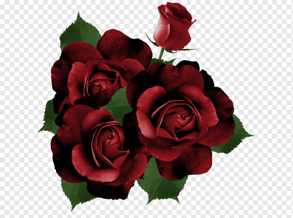 Темно бордовые розы на прозрачном фоне