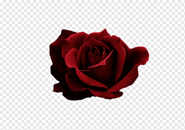 Бордовые цветы на белом фоне