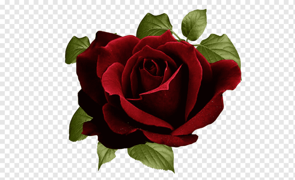 Бордовые розы на прозрачном фоне
