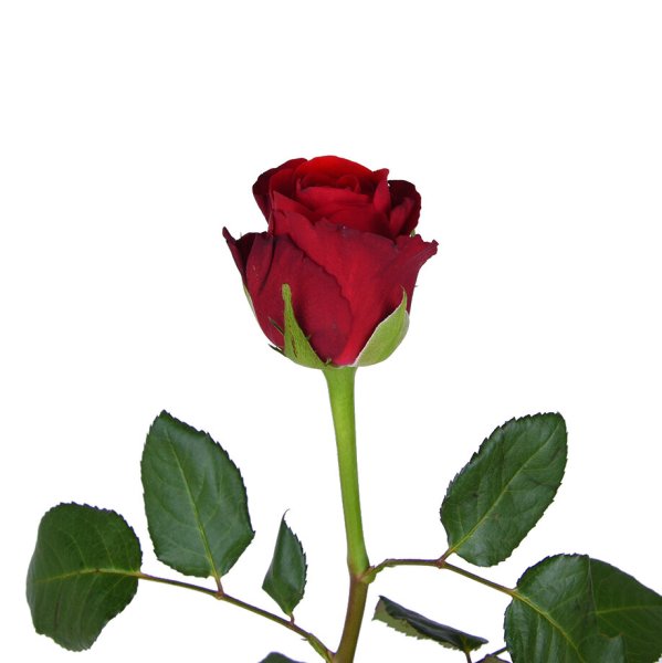 Red Torch роза Кения