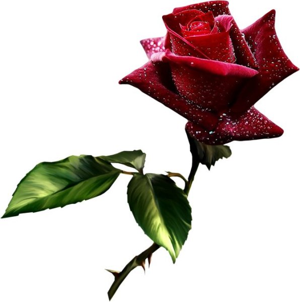 Роза бордовая