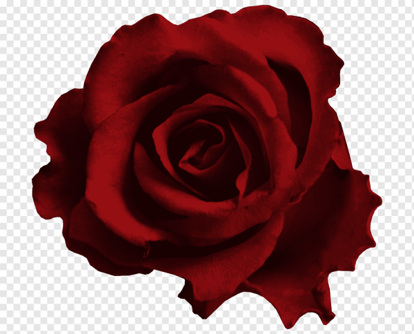 Бордовые розы на прозрачном фоне