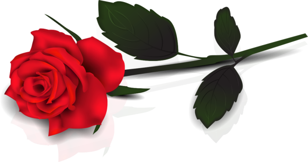 Роза на белом фоне