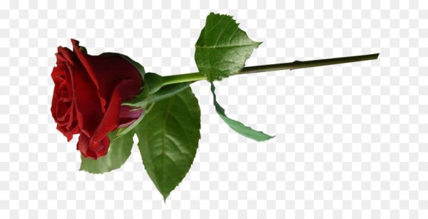 Веточка розы на прозрачном фоне