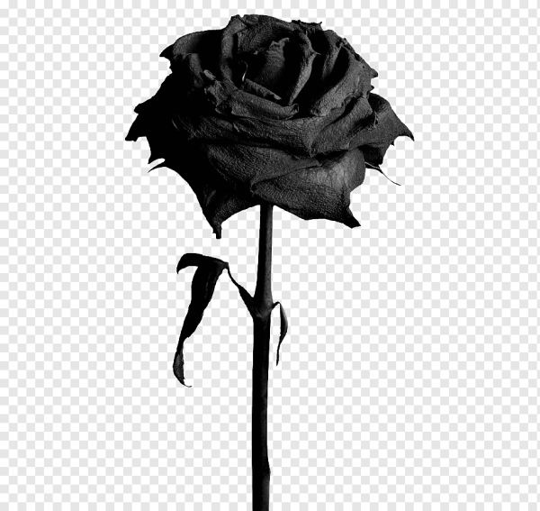 Черная роза